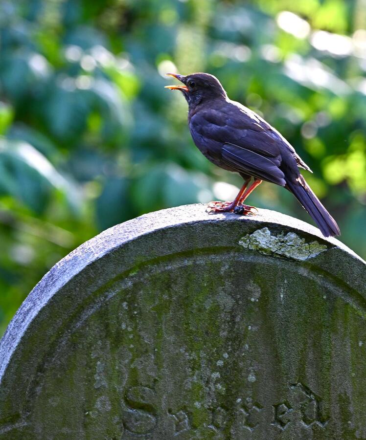 2026-06-25 3 Blackbird